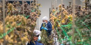 消炎藥膏的技術報告與應用分析