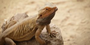 透明質酸療程的重要性與科學分析