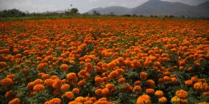 葉黄素果凍的功效與選購指南