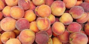 方巾的故事：一塊小布料的深遠意義