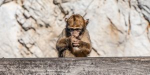 陪月課程：打造專業與溫馨兼備的陪月服務